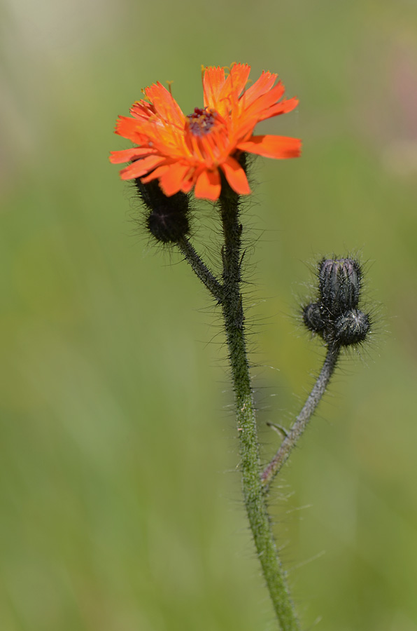 Pilosella aurantiaca / Pelosella aurea